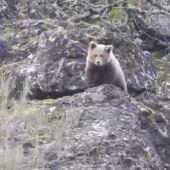 El Oso Barniedo, una vida en libertad 'vigilada'