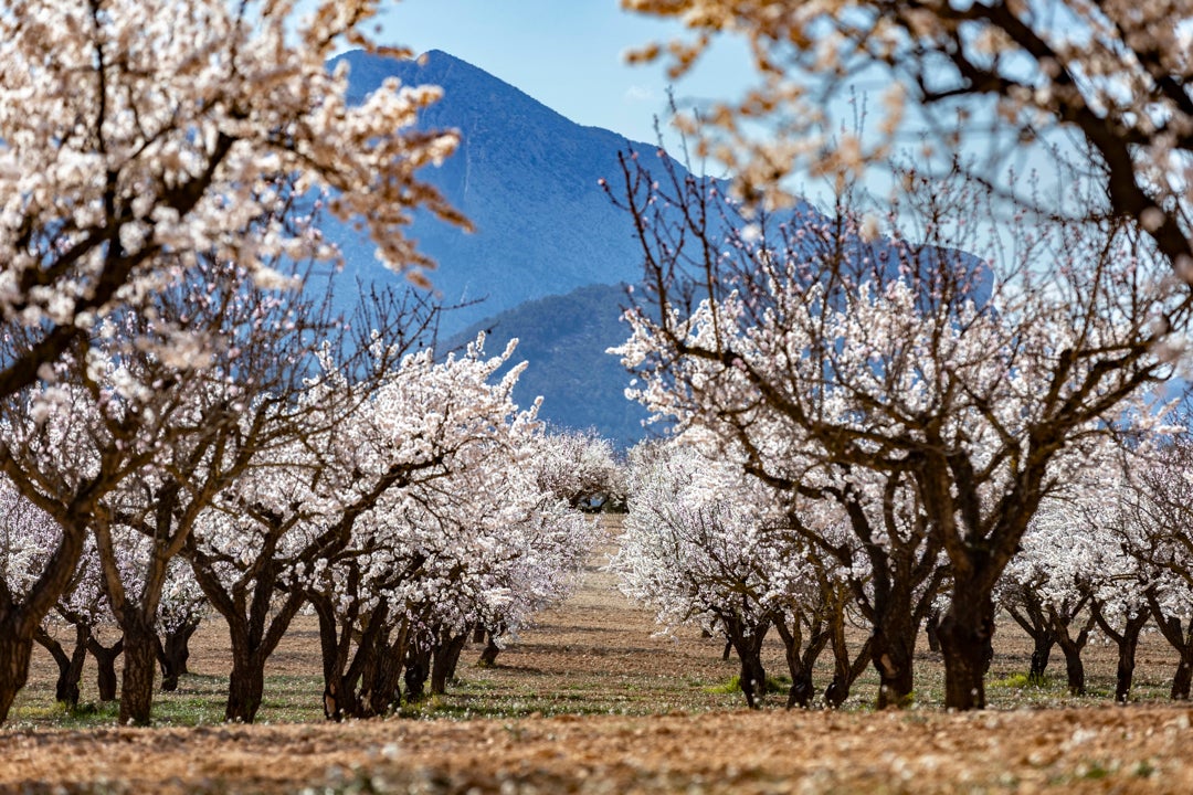 Roberto Brasero avisa de la llegada de la primavera: "Este día se acabará el invierno" Roberto Brasero avisa de la llegada de la primavera: "Este día se acabará el invierno"