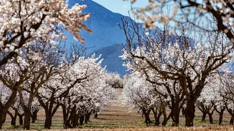 Almendros en flor en el municipio de Mula, en el corazón de la Región de Murcia, este domingo Almendros en flor en el municipio de Mula, en el corazón de la Región de Murcia, este domingo/ EFE/ Marcial Guillén