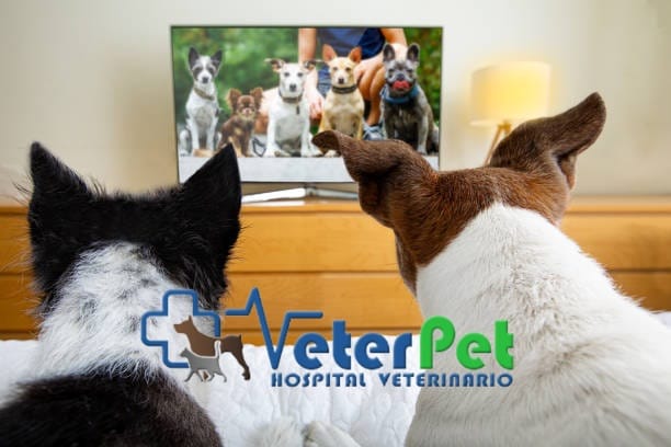 ¿Qué ve en realidad mi perro cuando mira la televisión? El adiestrador Ángel Osuna lo aclara ¿Qué ve en realidad mi perro cuando mira la televisión? El adiestrador Ángel Osuna lo aclara