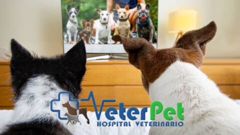 &iquest;Qu&eacute; ve en realidad mi perro cuando mira la televisi&oacute;n? El adiestrador &Aacute;ngel Osuna lo aclara