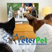 ¿Qué ve en realidad mi perro cuando mira la televisión? El adiestrador Ángel Osuna lo aclara ¿Qué ve en realidad mi perro cuando mira la televisión? El adiestrador Ángel Osuna lo aclara