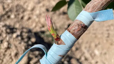 El centro de formación de Villafranca de los Barros imparte un curso de poda e injerto de almendro, pistacho y nogal El centro de formación de Villafranca de los Barros imparte un curso de poda e injerto de almendro, pistacho y nogal