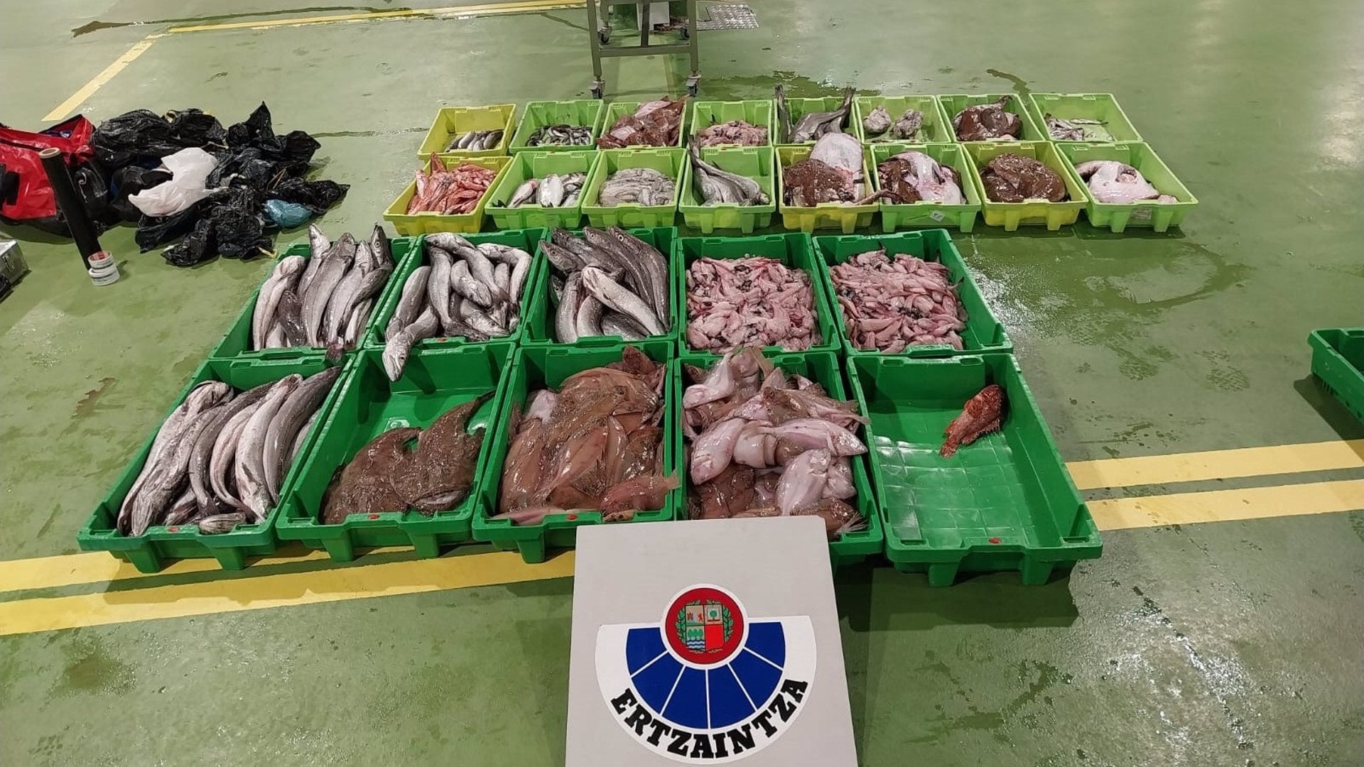 Interceptado en Ondarroa un vehículo que transportaba alrededor de 375 kilos de pescado en condiciones de insalubridad Interceptado en Ondarroa un vehículo que transportaba alrededor de 375 kilos de pescado en condiciones de insalubridad