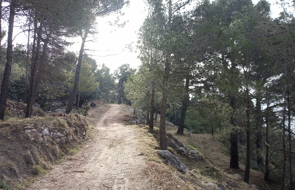 Nueva actuación de prevención de incendios en el Pinar de Calces i la zona de Altea Hills Nueva actuación de prevención de incendios en el Pinar de Calces i la zona de Altea Hills