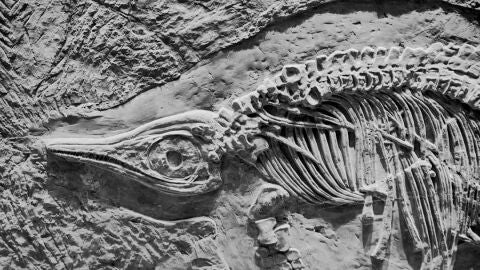 Imagen de un f&oacute;sil 