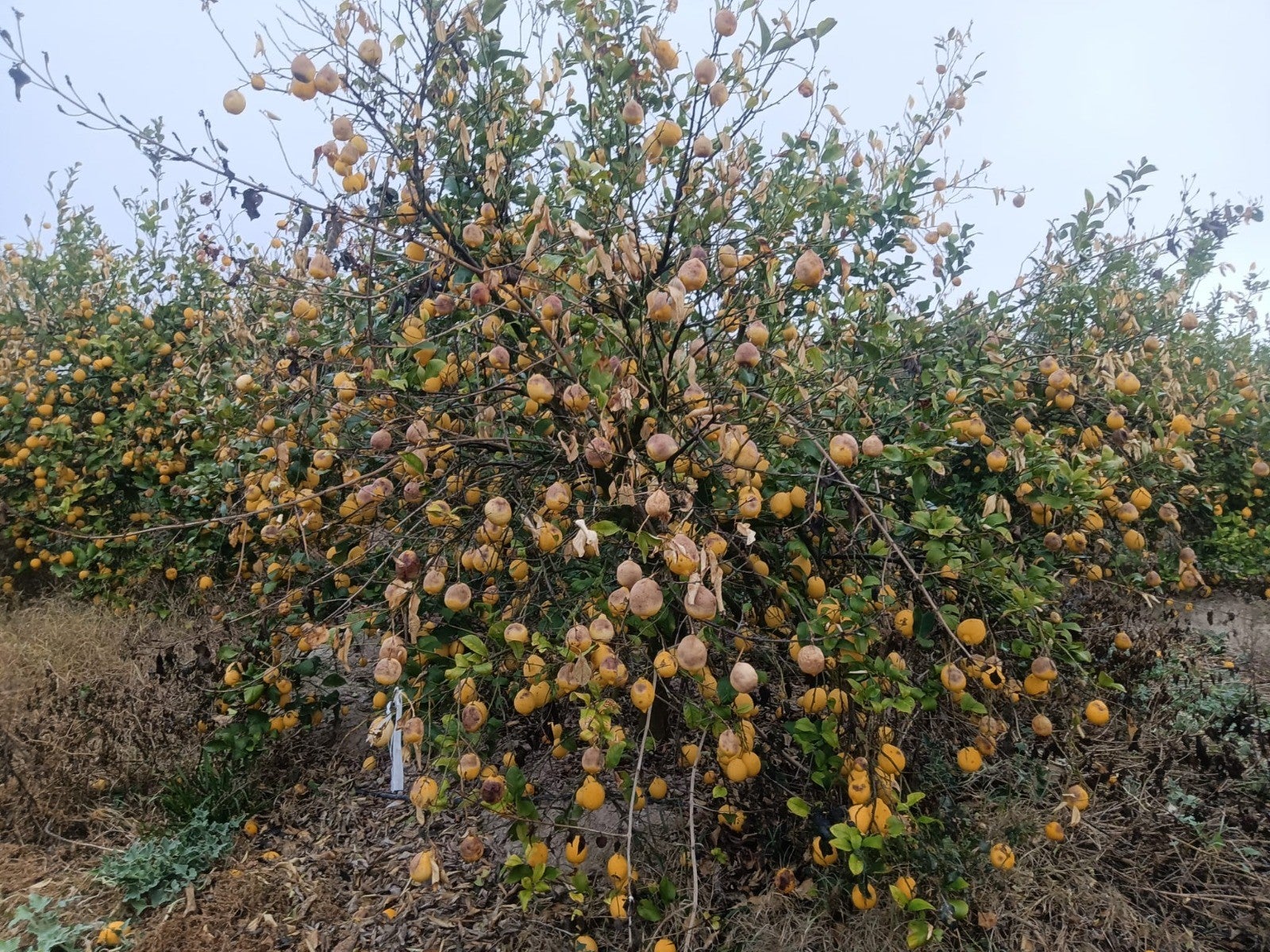 ASAJA Alicante alerta de que la pérdida de 150.000 toneladas de limón por las heladas de enero puede suponer un alza de precio ASAJA Alicante alerta de que la pérdida de 150.000 toneladas de limón por las heladas de enero puede suponer un alza de precio