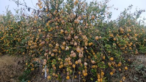 ASAJA Alicante alerta que la p&eacute;rdida de 150.000 toneladas de lim&oacute;n por las heladas de enero pude repercutir en el alza de precios