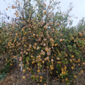 ASAJA Alicante alerta que la pérdida de 150.000 toneladas de limón por las heladas de enero pude repercutir en el alza de precios