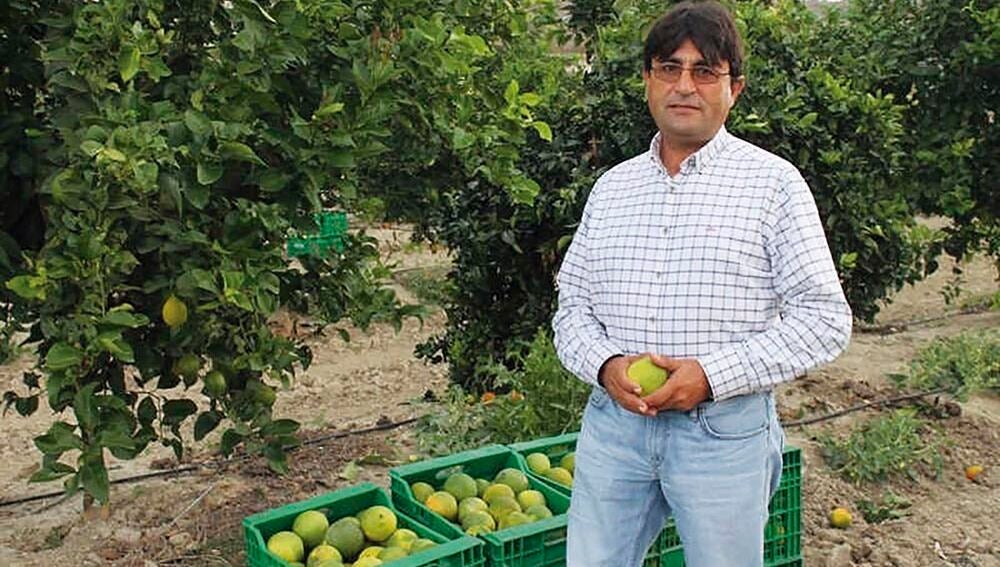 ASAJA Alicante alerta que la pérdida de 150.000 toneladas de limón por las heladas de enero pude repercutir en el alza de precios