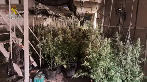 La Guardia Civil ha desmantelado una plantación de marihuana “indoor” en Almonacid de Zorita La Guardia Civil ha desmantelado una plantación de marihuana “indoor” en Almonacid de Zorita