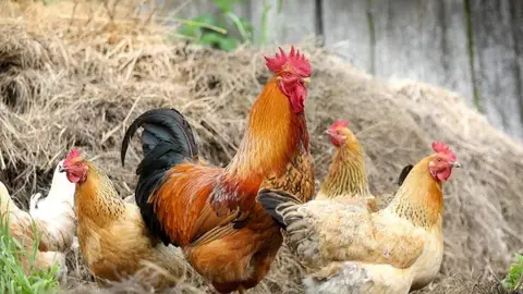 Foto recurso de unas gallinas Foto recurso de unas gallinas