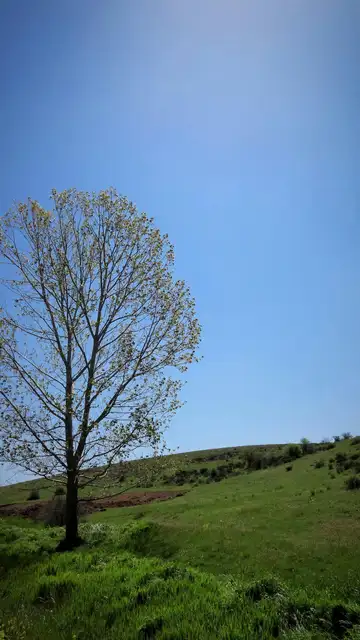 Soria