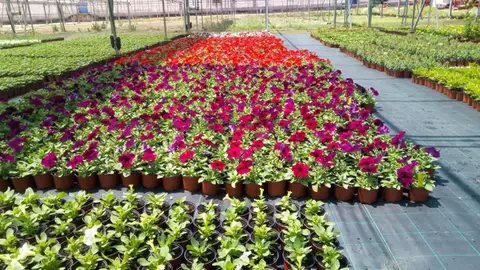 Los municipios de Cáceres ya pueden solicitar plantas ornamentales de primavera del vivero de la Diputación Provincial Los municipios de Cáceres ya pueden solicitar plantas ornamentales de primavera del vivero de la Diputación Provincial