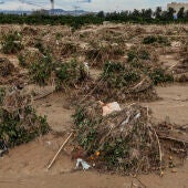 Un campo de naranjos en Algemesí tras el paso de la dana el 29 de octubre