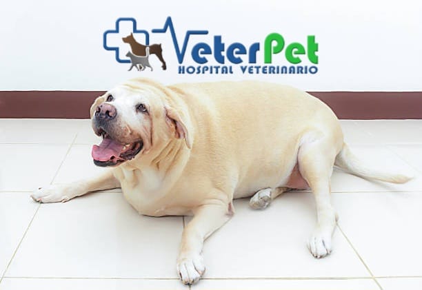 Cómo saber si mi perro está demasiado gordo. Ángel Osuna explica los factores que predisponen a la obesidad Cómo saber si mi perro está demasiado gordo. Ángel Osuna explica los factores que predisponen a la obesidad