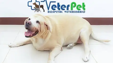 Cómo saber si mi perro está demasiado gordo. Ángel Osuna explica los factores que predisponen a la obesidad Cómo saber si mi perro está demasiado gordo. Ángel Osuna explica los factores que predisponen a la obesidad