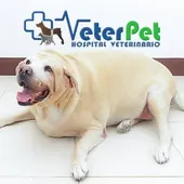 Cómo saber si mi perro está demasiado gordo. Ángel Osuna explica los factores que predisponen a la obesidad Cómo saber si mi perro está demasiado gordo. Ángel Osuna explica los factores que predisponen a la obesidad