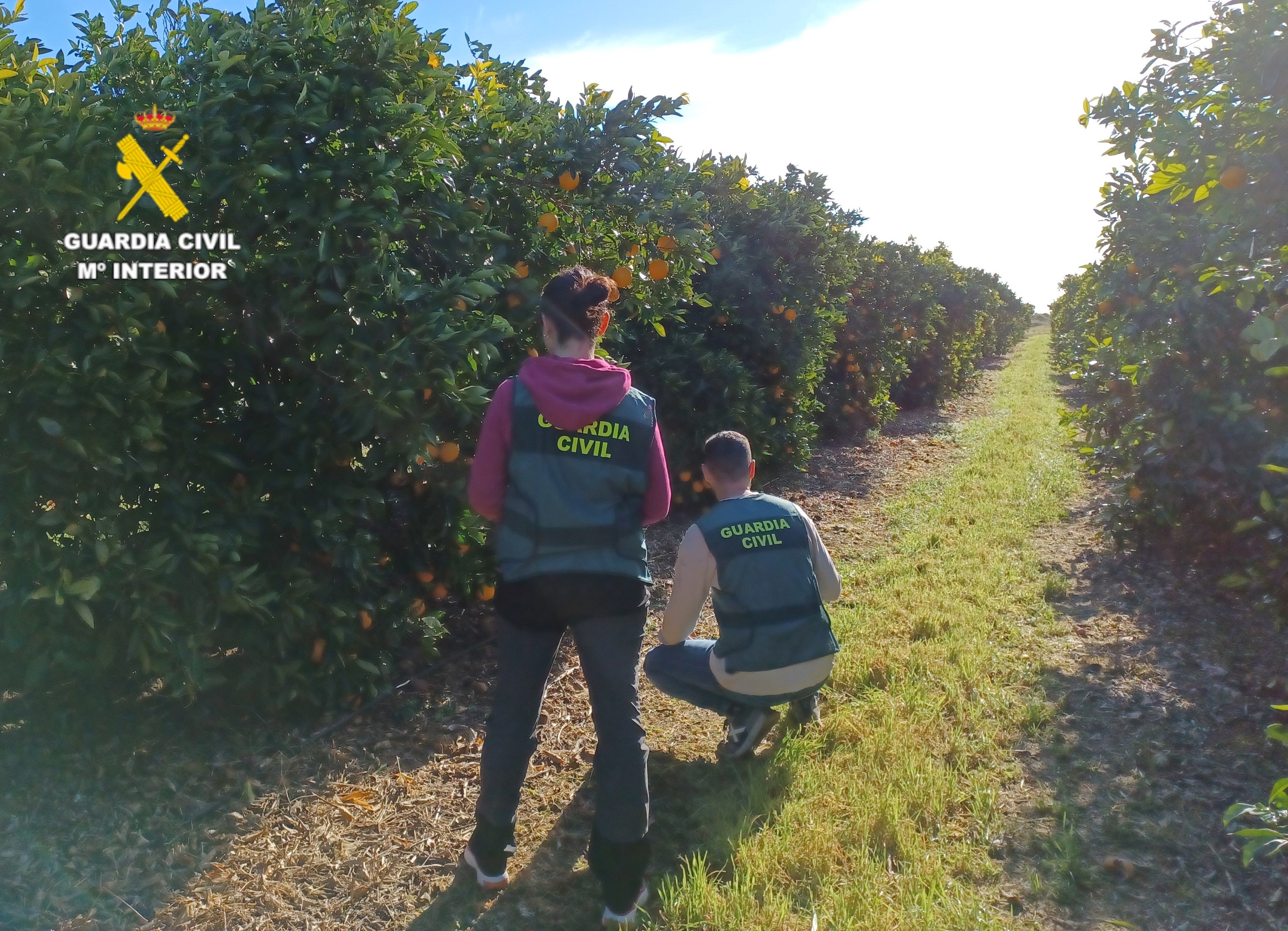 La Guardia Civil investiga a dos hombres por el robo de 5.400 kilos de cítricos en Vinaròs La Guardia Civil investiga a dos hombres por el robo de 5.400 kilos de cítricos en Vinaròs