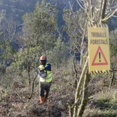 Òscar Ordeig alerta que els boscos catalans es troben una 'situació límit' per manca de gestió Òscar Ordeig alerta que els boscos catalans es troben una 'situació límit' per manca de gestió