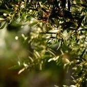 Aceite de oliva, vino y legumbres son los productos agrarios españoles más afectados por los futuros aranceles de Trump 