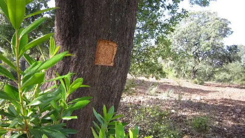 Cicytex oferta a propietarios y gestores de alcornocales un servicio para estimar la calidad del corcho de sus fincas Cicytex oferta a propietarios y gestores de alcornocales un servicio para estimar la calidad del corcho de sus fincas