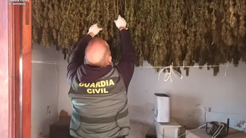 Secadero de marihuana en la Ribera Secadero de marihuana en la Ribera