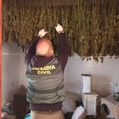 Secadero de marihuana en la Ribera Secadero de marihuana en la Ribera
