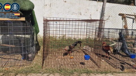 Gallos de pelea, due&ntilde;o acusado de maltrato animal. La Nuc&iacute;a