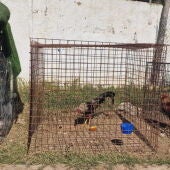 Gallos de pelea, dueño acusado de maltrato animal. La Nucía