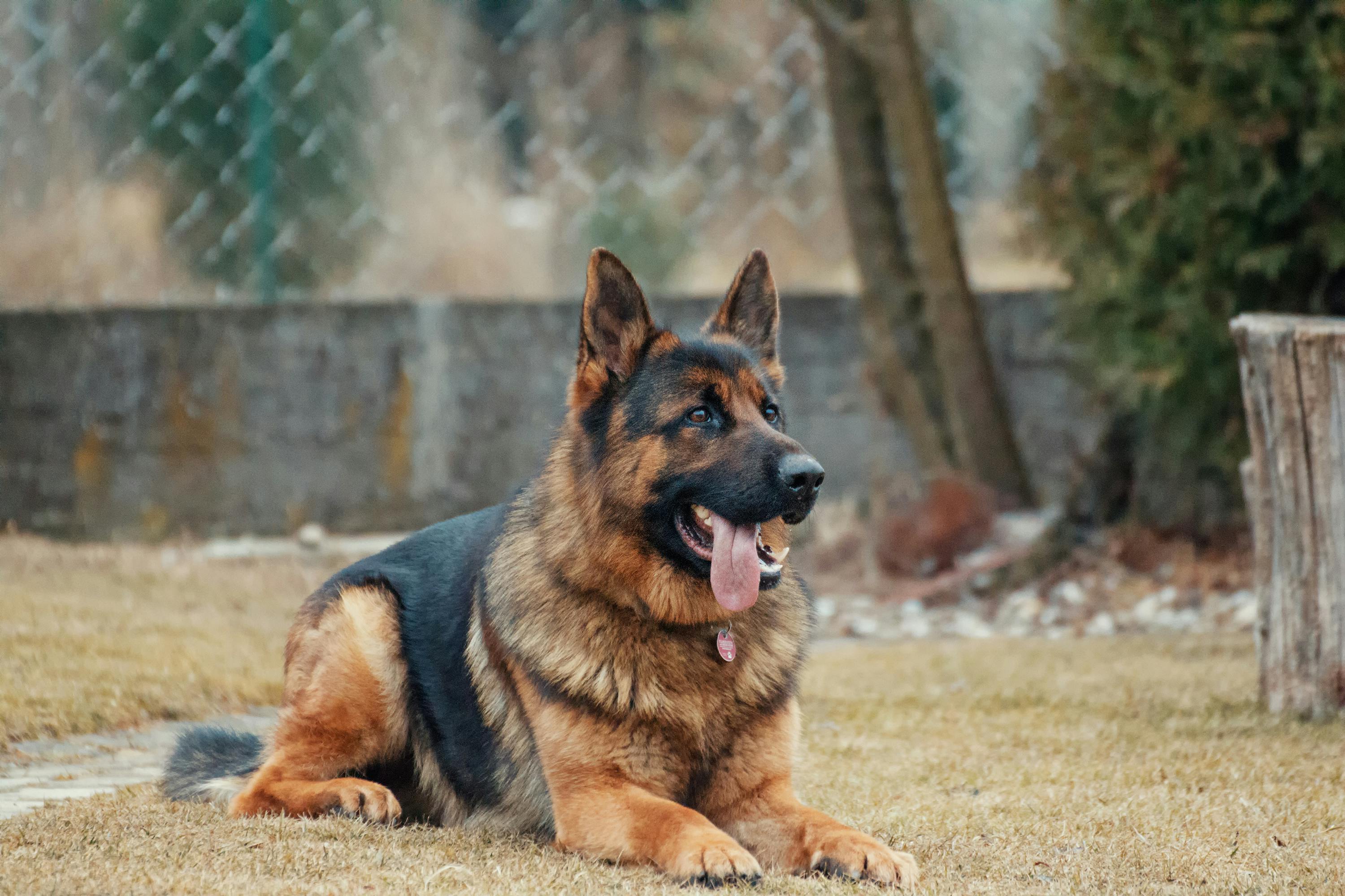 Quines són les noves obligacions per als propietaris de mascotes d’acord amb la nova Llei de benestar animal? Quines són les noves obligacions per als propietaris de mascotes d’acord amb la nova Llei de benestar animal?