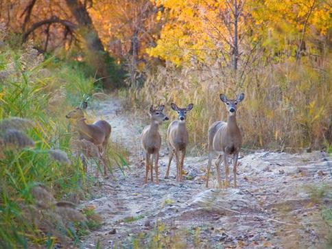 Cervera de Pisuerga, Casavegas y Resoba exigen a la Junta la cobertura de plazas en la Reserva de Caza de Fuentes Carrionas Cervera de Pisuerga, Casavegas y Resoba exigen a la Junta la cobertura de plazas en la Reserva de Caza de Fuentes Carrionas