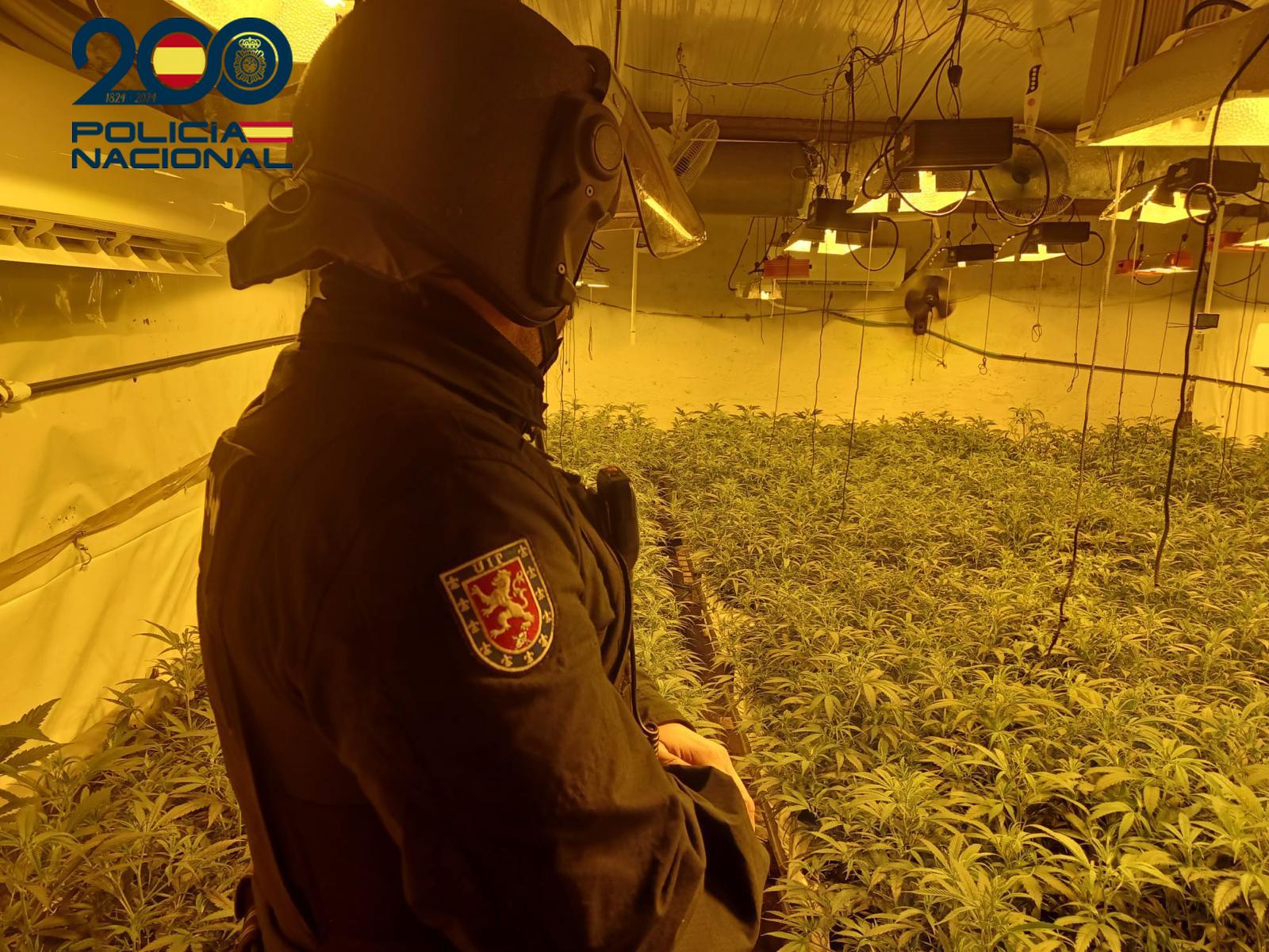 Desmantelada una red de cultivos indoor de marihuana en la barriada Aeropuerto Viejo Desmantelada una red de cultivos indoor de marihuana en la barriada Aeropuerto Viejo