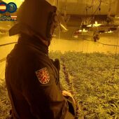 Agente de la Policía Nacional en una de las plantaciones desmanteladas