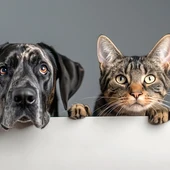 El gat i el gos son els animals de companyia predilectes entre la societat El gat i el gos son els animals de companyia predilectes entre la societat