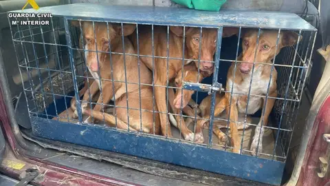 La Guardia Civil investiga a dos personas por furtivismo en una finca en Monesterio La Guardia Civil investiga a dos personas por furtivismo en una finca en Monesterio