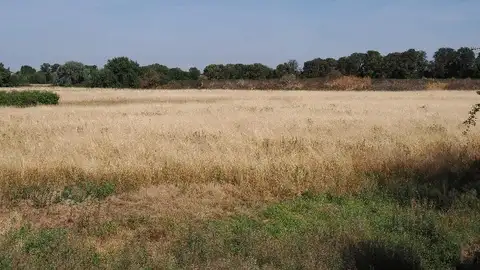 La Unión pide responsabilidades por deficiencias en los controles de la PAC que han motivado una multa de 12,6 millones La Unión pide responsabilidades por deficiencias en los controles de la PAC que han motivado una multa de 12,6 millones