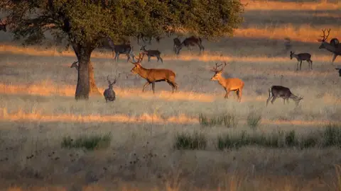 Organizaciones ambientales rechazan los términos de la renovación del Plan de Uso y Gestión del Parque de Monfragüe Organizaciones ambientales rechazan los términos de la renovación del Plan de Uso y Gestión del Parque de Monfragüe