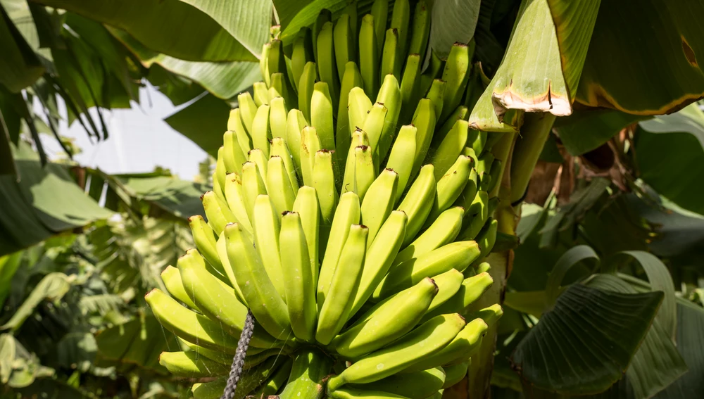 La evolución de su producción ha conseguido aumentar la eficiencia en el consumo de agua en la producción de plátanos. La evolución de su producción ha conseguido aumentar la eficiencia en el consumo de agua en la producción de plátanos.