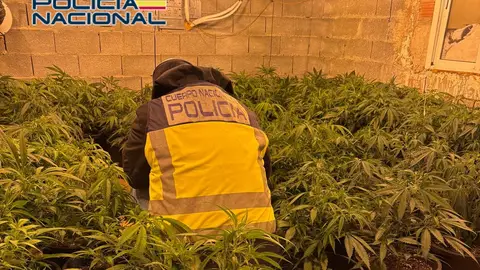 Un agente de la Policía Nacional de Elche en la plantación que los detenidos tenían en Hondón de las Nieves. Un agente de la Policía Nacional de Elche en la plantación que los detenidos tenían en Hondón de las Nieves.