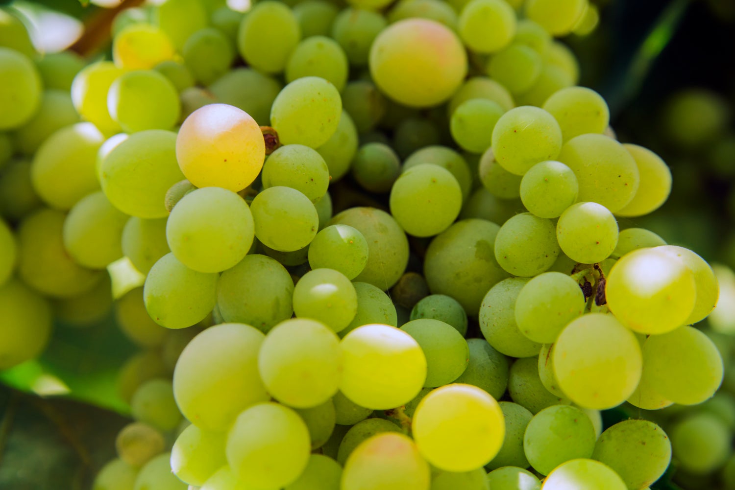 Los científicos descubren los nuevos y sorprendentes beneficios de comer uvas Los científicos descubren los nuevos y sorprendentes beneficios de comer uvas