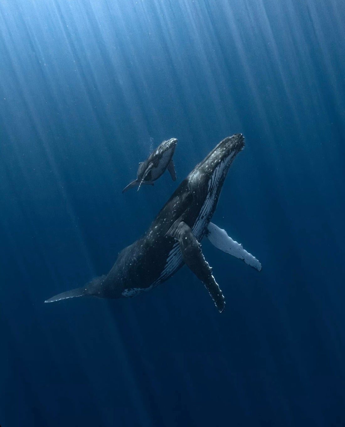 "Las ballenas son animales muy tranquilos y empáticos" "Las ballenas son animales muy tranquilos y empáticos"