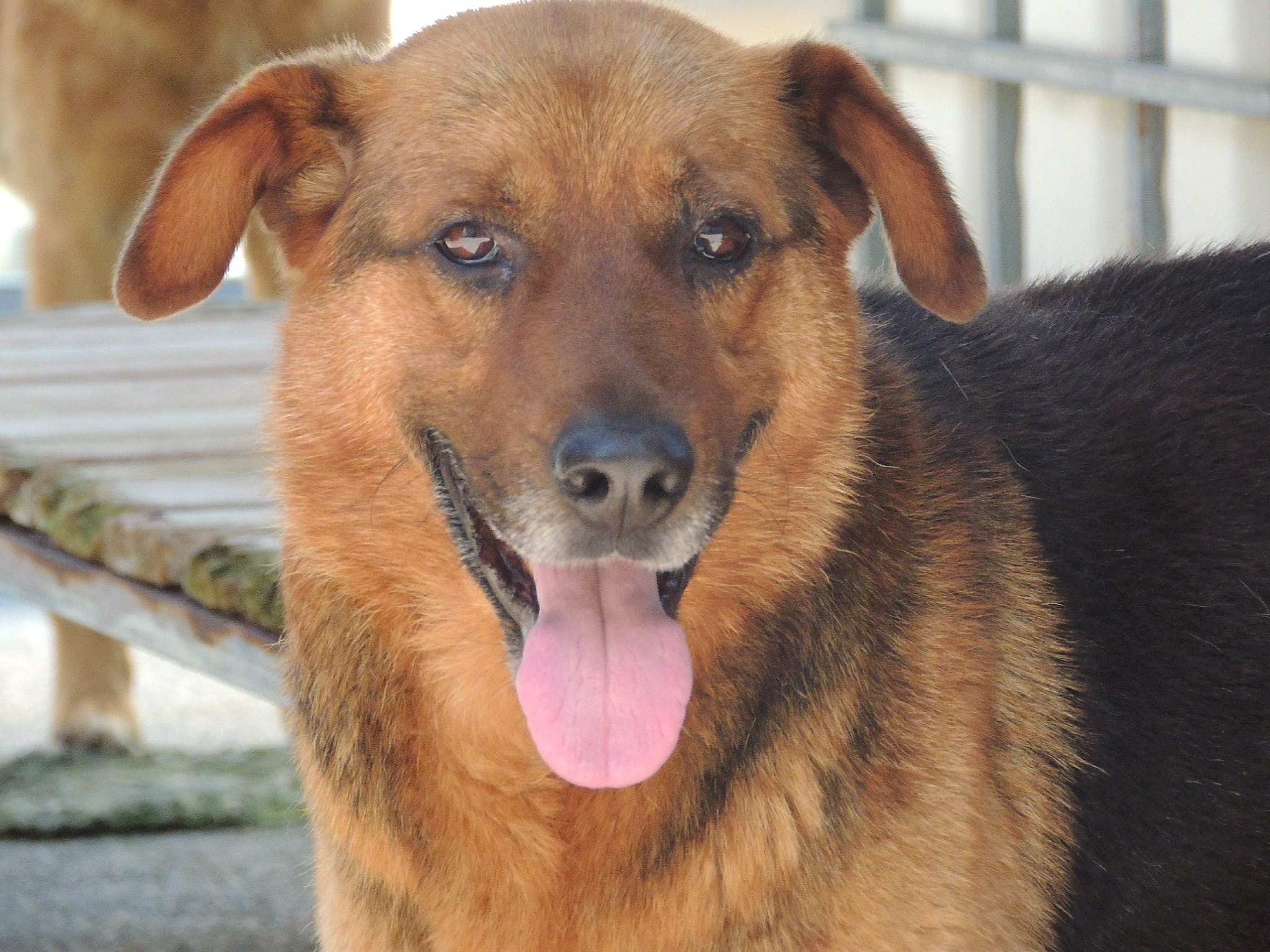 La Protectora buscar un hogar para los animales que llevan casi toda su vida encerrados La Protectora buscar un hogar para los animales que llevan casi toda su vida encerrados