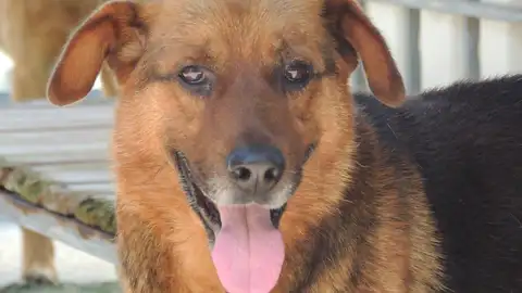 Rinlo, Pastor Alemán de 9 años onda cero