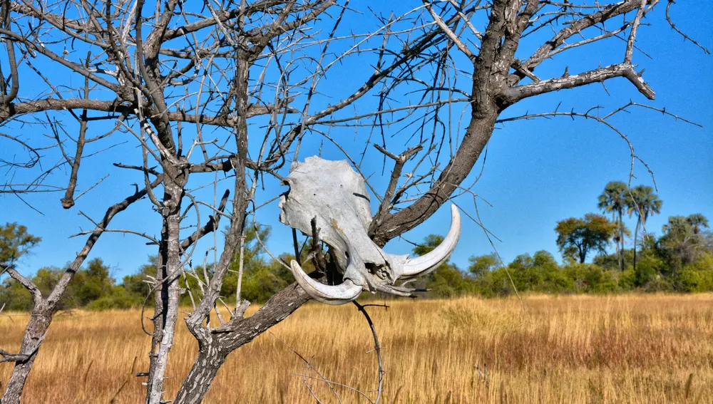Tierras áridas en Botsuana Tierras áridas en Botsuana