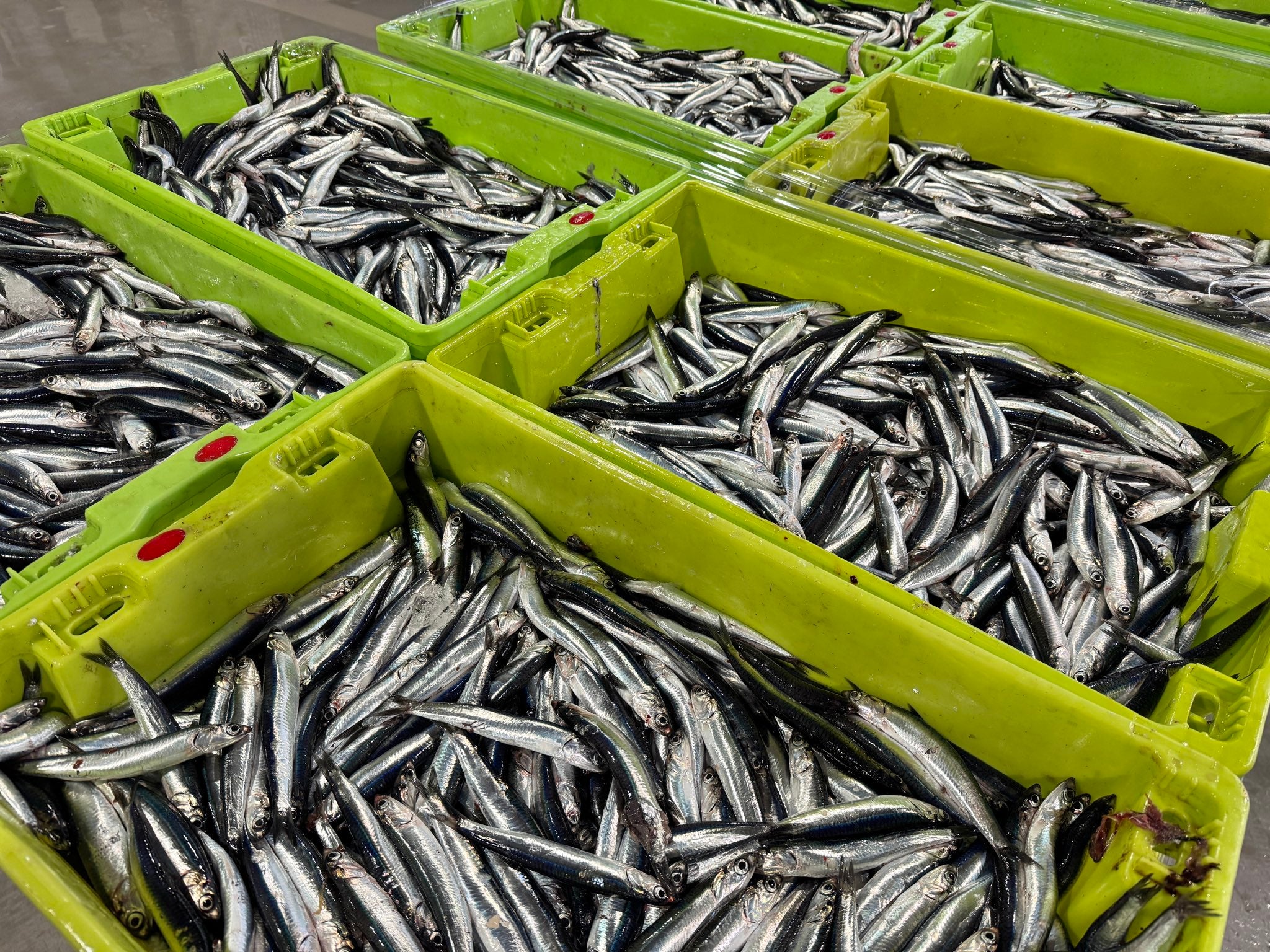 Laredo y Santoña subastan más de 45.500 kilos de bocarte en la primera jornada de costera Laredo y Santoña subastan más de 45.500 kilos de bocarte en la primera jornada de costera