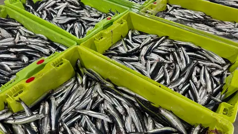 Laredo y Santoña subastan más de 45.500 kilos de bocarte en la primera jornada de costera Laredo y Santoña subastan más de 45.500 kilos de bocarte en la primera jornada de costera