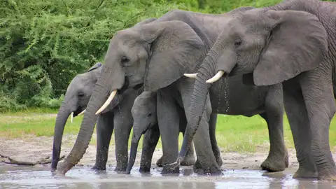 Elefantes en Botsuana Elefantes en Botsuana