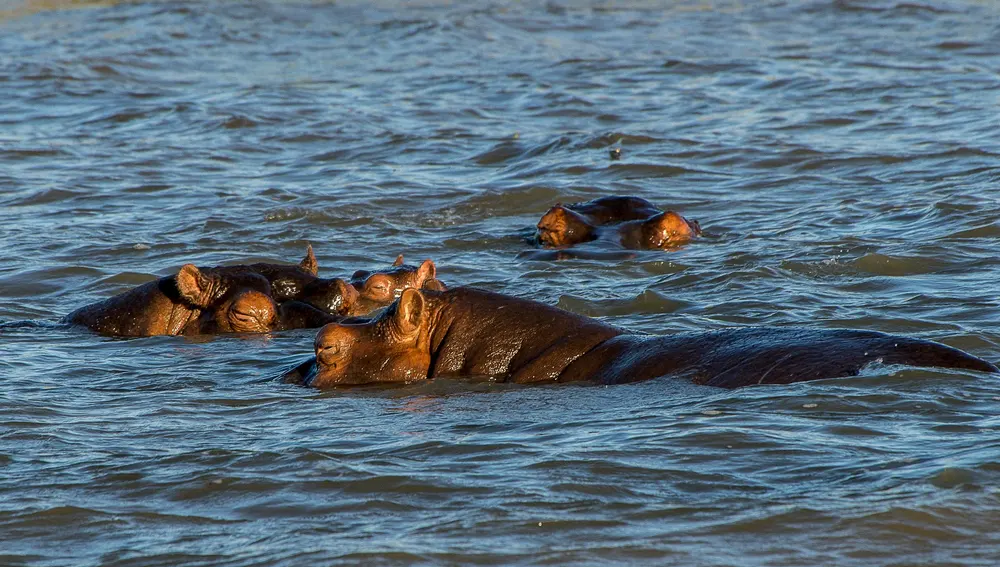 Hipopótamos en Botsuana Hipopótamos en Botsuana