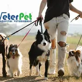 El Gobierno anuncia la creación del sistema centralizado de identificación de mascotas El Gobierno anuncia la creación del sistema centralizado de identificación de mascotas